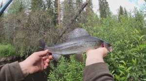 Крупный хариус в пермском крае.Открытие сезона.Река первая.