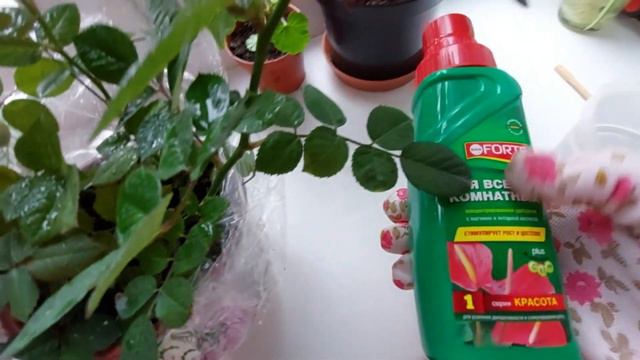 КУПИЛА РОЗУ в🚦СВЕТОФОРЕ в НОЯБРЕ 🌷КАК СОХРАНИТЬ ее до ВЕСНЫ смотреть онлайн