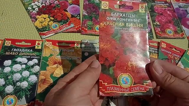 Однолетние цветы без рассады. Мой опыт. смотреть онлайн