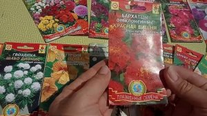 Однолетние цветы без рассады. Мой опыт.