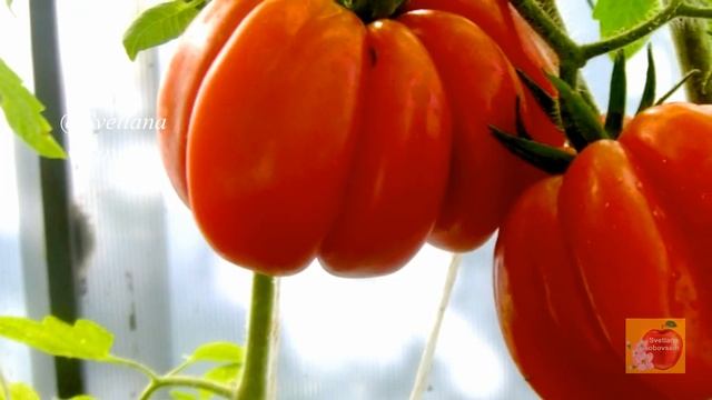 С 1 КУСТА ТОННА ПОМИДОР.РАСТЕТ САМ ТОЛЬКО ПОЛЕЙ.САМЫЙ УРОЖАЙНЫЙ В МИРЕ-ОБЯЗАТЕЛЬНО ПОСЕЙ В ЭТОМ ГОД смотреть онлайн