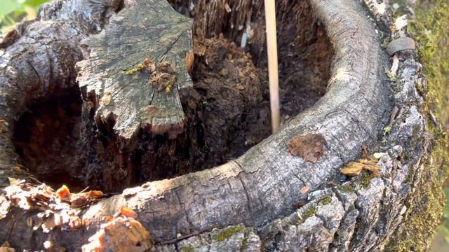 Tree Inspections for decay and weakness смотреть онлайн