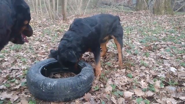 ОДИН ДЕНЬ ИЗ ЖИЗНИ РОТВЕЙЛЕРОВ И КОТА.Воспитание и дрессировка собаки. смотреть онлайн
