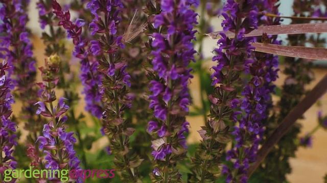 Plant Profile - Salvia Nemorosa смотреть онлайн