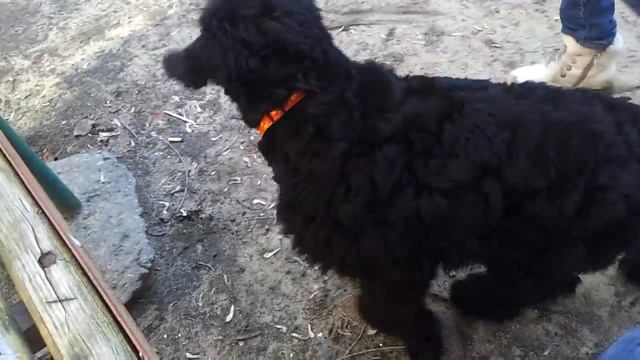 Русский черный терьер, Марта, 3 мес.12 дн. смотреть онлайн