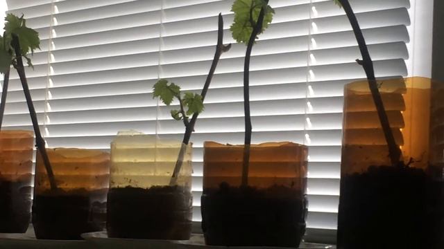 черенки винограда смотреть онлайн