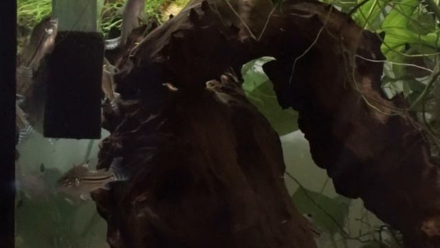 Familia Corydoras trilineatus смотреть онлайн