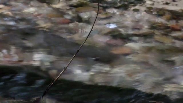 Не бойся, мы с тобой. Белорусский лосось. смотреть онлайн