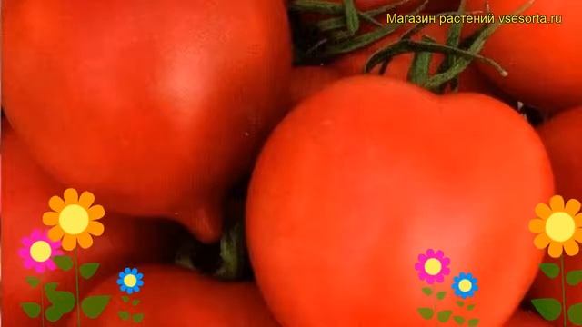 Томат Туземец (Томат). Краткий обзор, описание характеристик, где купить семена solanum lycopersicu смотреть онлайн