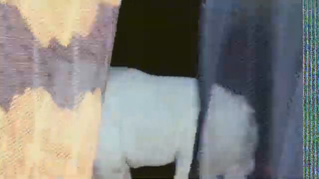 Первое видео с монтажом! К нам на дачу пришёл соседний мопс! смотреть онлайн