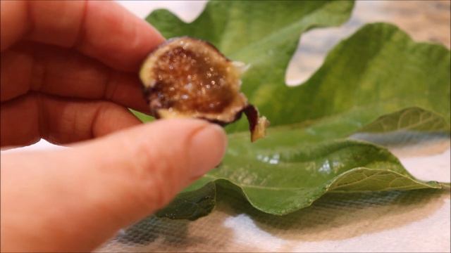 Tasting a Wuhan Fig смотреть онлайн