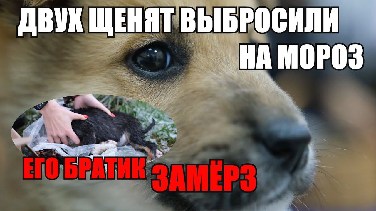 Щенят выбросили на мороз | cпасли от смерти Пончика смотреть онлайн