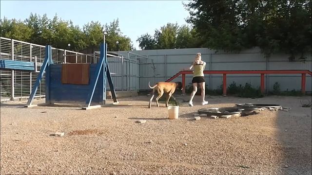 Дрессировка собак. Кинолог. Хендлинг, Выставка, Немецкий Дог, день третий. смотреть онлайн