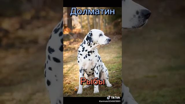 я телец значит алабай смотреть онлайн