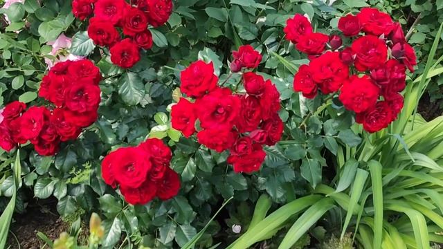 РОЗЫ БУКЕТЫ. ЛУЧШИЕ ДЛЯ ПЕРЕДНЕГО ПЛАНА. смотреть онлайн