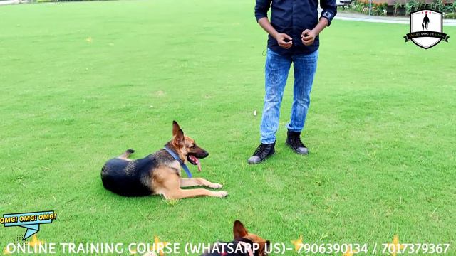 German Shepherd Training Day 1st : Best way to treat your dog || Beginner's must watch (Jack & Jill смотреть онлайн