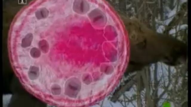 Ленточный червь- гидатида. Цикл развития.wmv смотреть онлайн