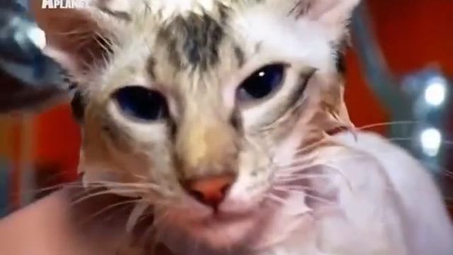 Яванез (Яванская кошка) - Javanese Cat