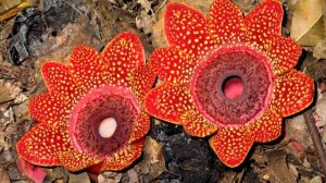 Самые необычные растения в мире.