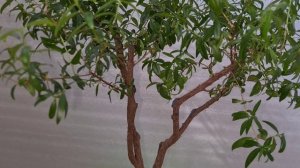 Мирт обыкновенный