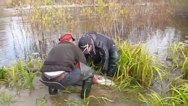 Рыбалка на тайменя fishing taimen таймень 36 кг тугур 2010 хабаровск смотреть онлайн