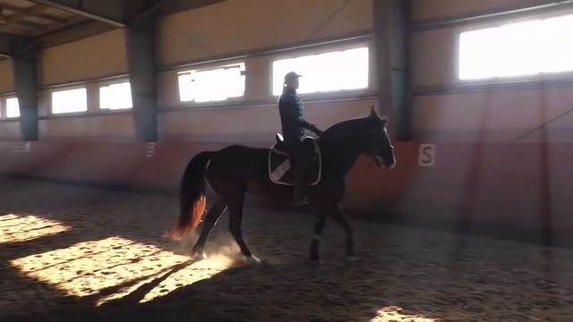КАК ДВИГАТЬ ЛОШАДЬ НА ГАЛОПЕ смотреть онлайн