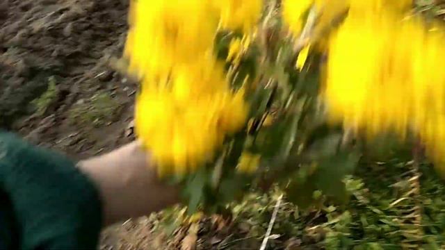 Сад побелила, шиповник собрала смотреть онлайн