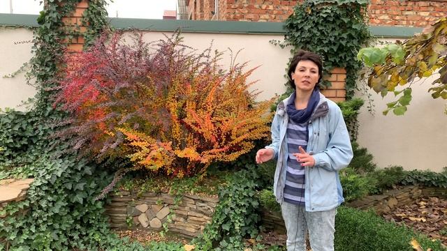 Барбарис Тунберга. Посадка барбариса. Декоративный кустарник осенью в саду