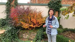 Барбарис Тунберга. Посадка барбариса. Декоративный кустарник осенью в саду