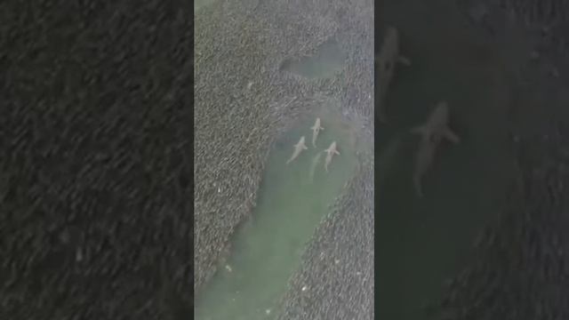 Акулы плывущие сквозь рыб смотреть онлайн