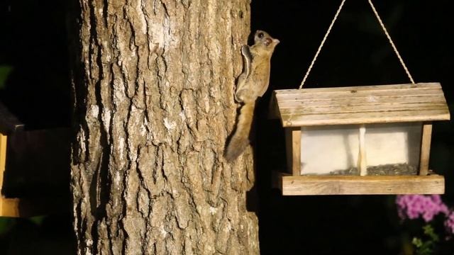 Northern Flying Squirrels at my feeders Nancy Rose смотреть онлайн