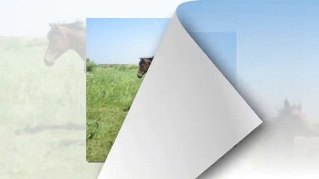 Мой родной табун лошадей: ЛЕТО смотреть онлайн