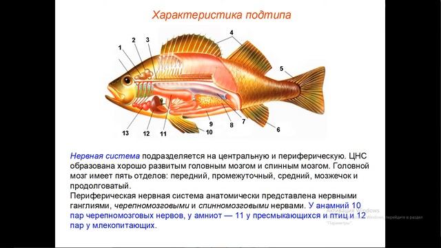 ? Подтип Хордовые. Надкласс рыбы. Класс хрящевые рыбы. ОГЭ и ЕГЭ по биологии. смотреть онлайн