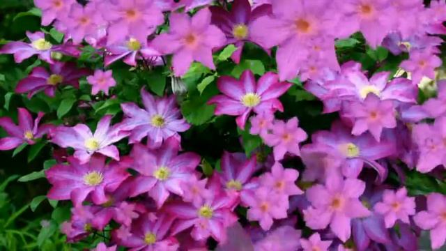 Футаж Король вьющихся растений HD смотреть онлайн