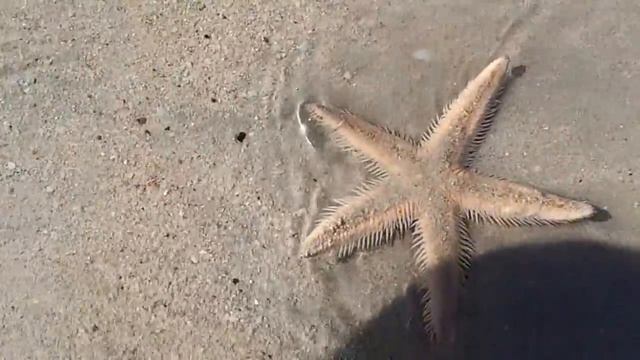 Морская звезда на пляже Дубая смотреть онлайн