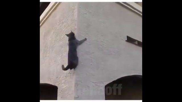 Кот паук. Spidercat. Кот ползает по стене. смотреть онлайн