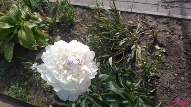 Цветут пионы розы и ромашки Blooming peonies, roses and chamomile смотреть онлайн