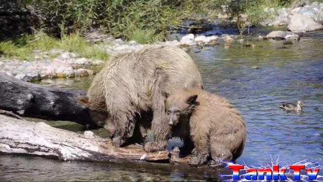 Tank Jones TV -Tahoe Bears смотреть онлайн