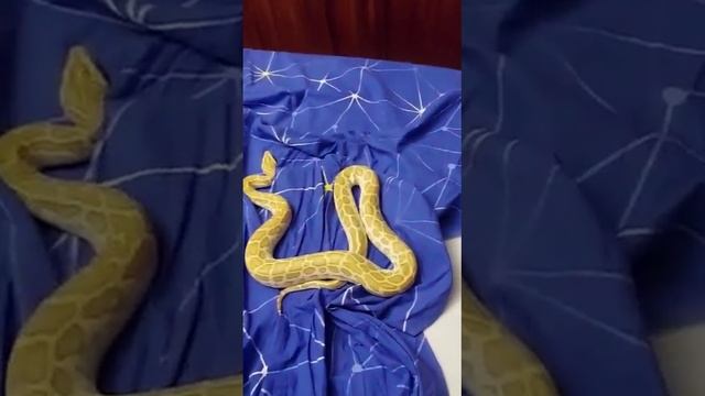 мой новый дружище Тигровый питон Грут ))))) смотреть онлайн