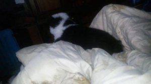 Волкодав. ЧУЖИХ ДЕТЕЙ НЕ БЫВАЕТ! Сука подкармливает чужих щенков./