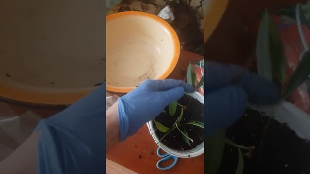 Посадка черенков Али фикуса смотреть онлайн