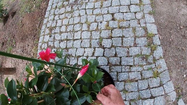 sandevilla - mandevilla - wiosenne sadzenie смотреть онлайн