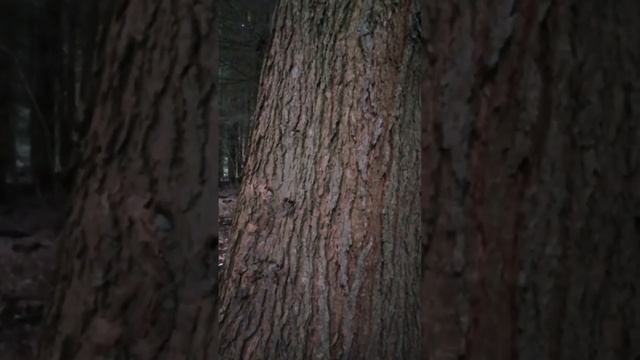 Pruche de l'Ouest, Tsuga de Californie (Tsuga heterophylla). Forêt de Quénécan, Côtes-d'Armor. смотреть онлайн