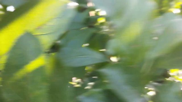 Результат закладки плодушек конечным плодом на яблоне смотреть онлайн