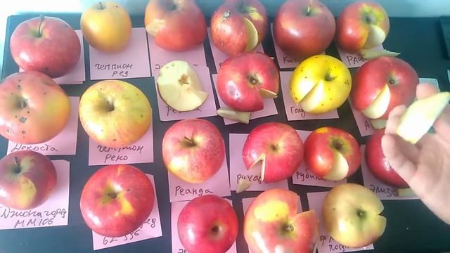 Сравниваем вкус 20 сортов яблок смотреть онлайн