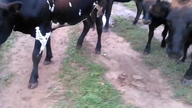 Прикол! Лайка против коров! смотреть онлайн