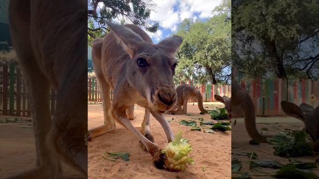 Kangaroo snack time! Sound up for the cutest crunches in the animal kingdom! 🥬🦘 смотреть онлайн