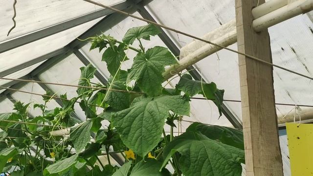 Не лишайте себя урожая огурцов, оставляйте пасынки, но делайте это правильно смотреть онлайн