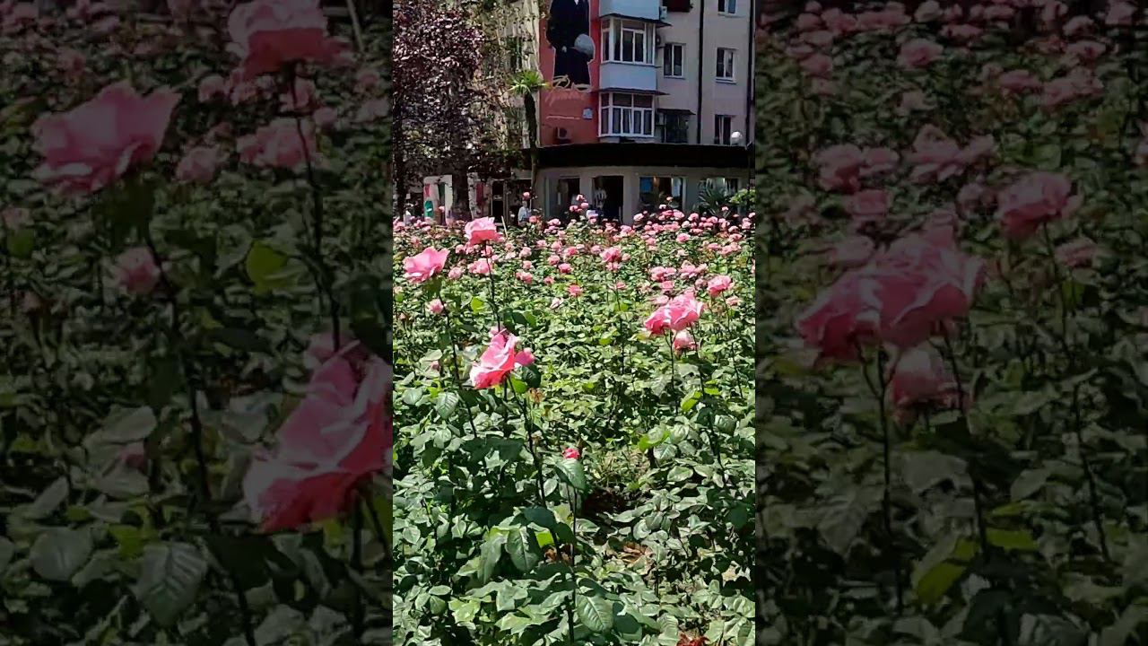 Сочи. Центр. Море цветов. смотреть онлайн