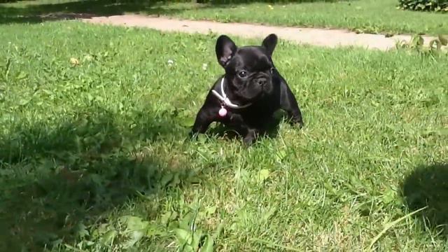 WORLDWIDE EUPHORIA Król Arlekin FCI -5 weeks :-) смотреть онлайн